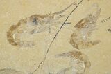 Two Cretaceous Fossil Shrimp - Lebanon #308516-1